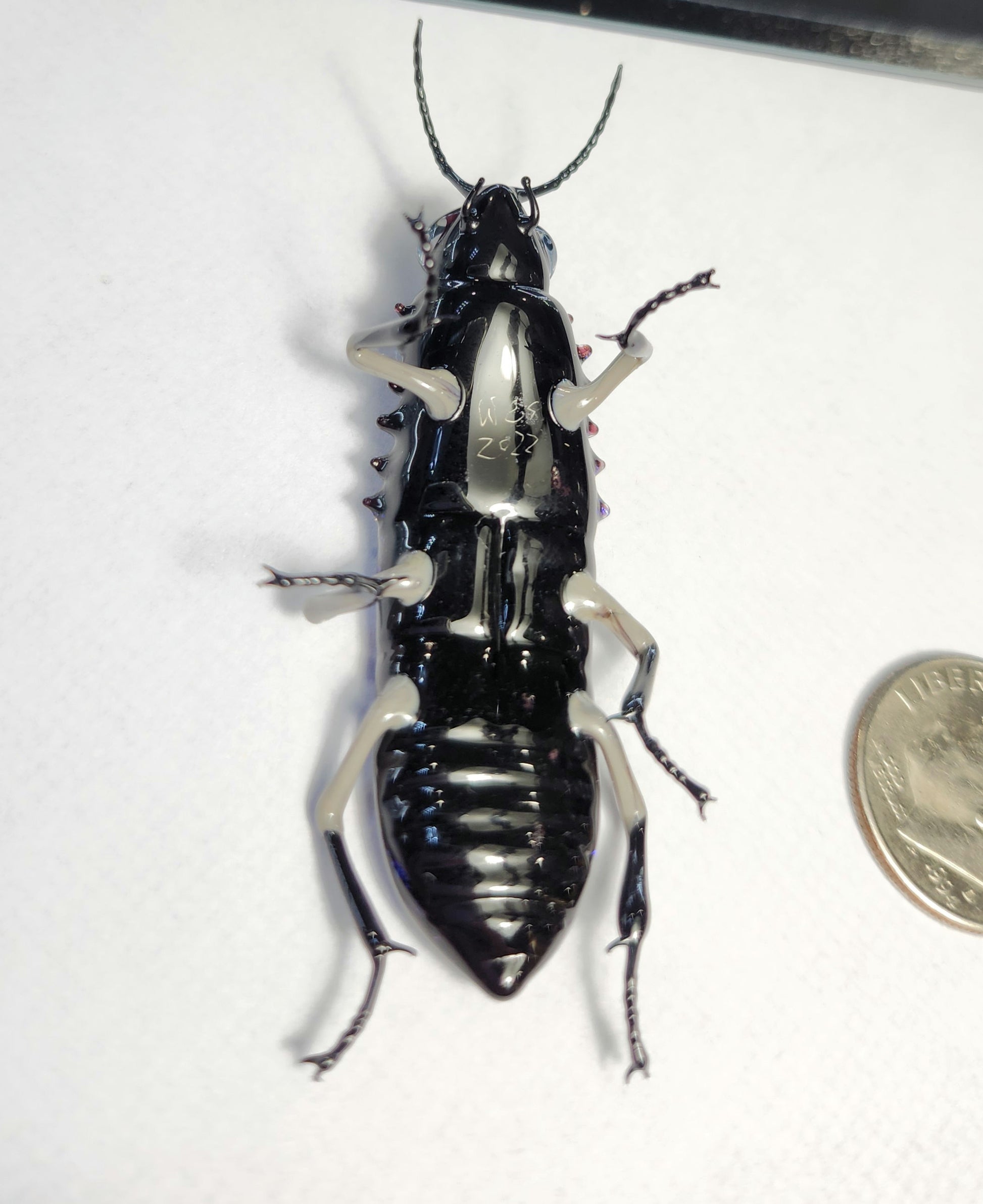 Vetropod Sapphire Jewel Beetle