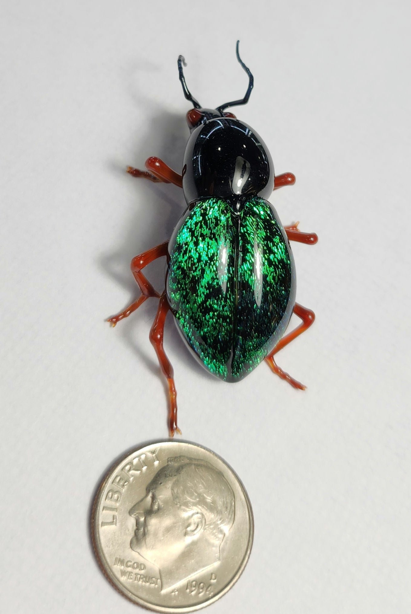 Vetropod Emerald Tiger Beetle
