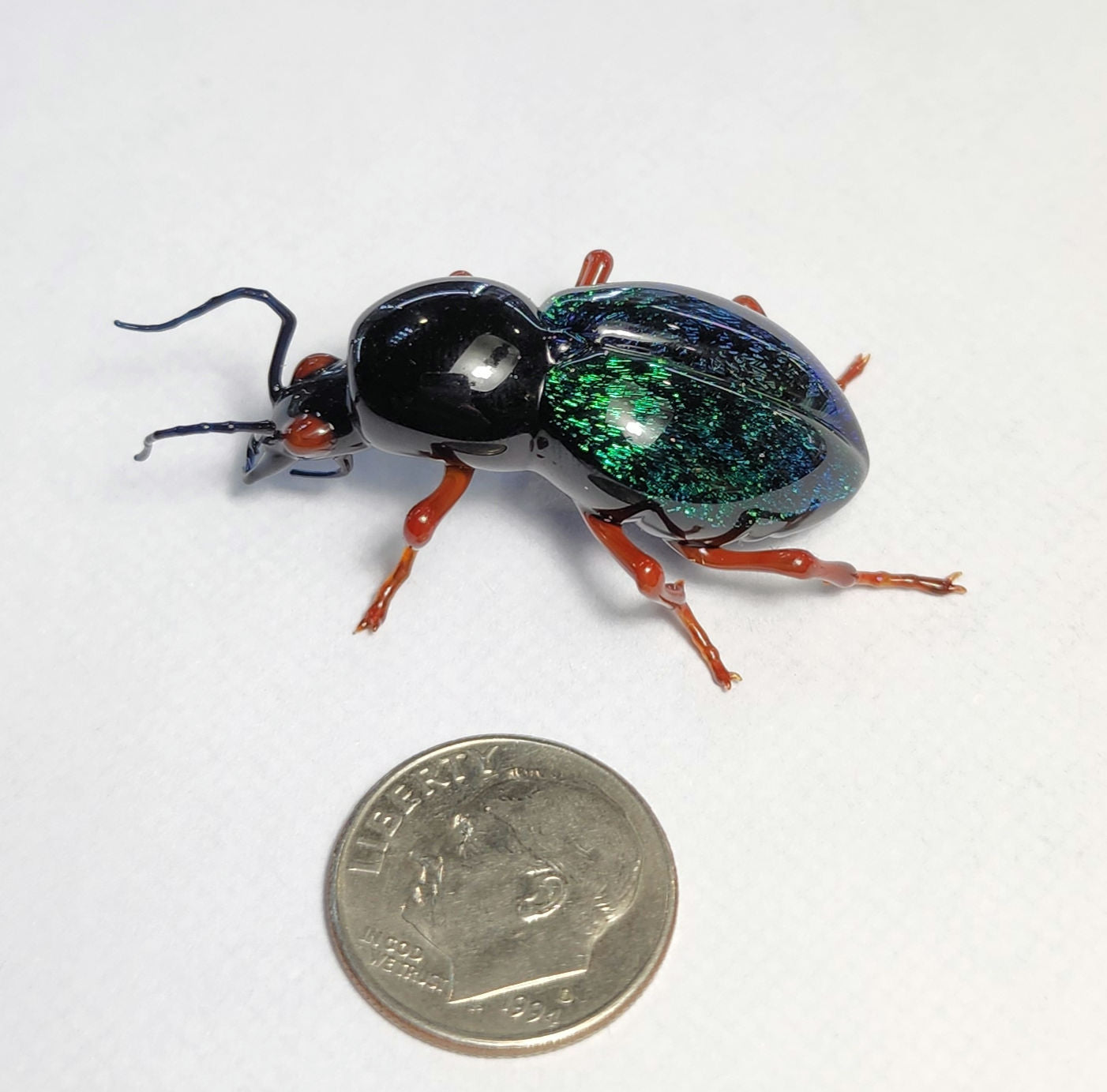 Vetropod Emerald Tiger Beetle